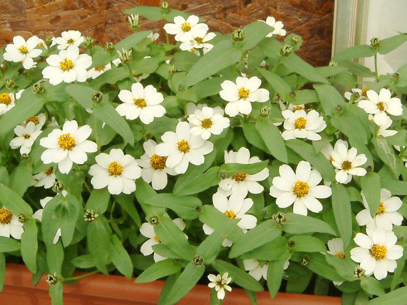 WjAEvt[W(Zinnia Profusion)